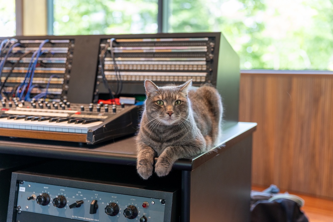 Flash the Studio Cat keeps everything under control.Photo: Shem Roose.